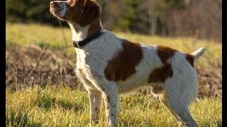 CAZANDO CONEJOS CON PERRO DE MUESTRA