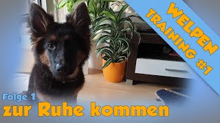 Welpen Ruhe /alleine sein Beibringen - (3 Möglichkeiten für jeden Hund)  Welpentrainingsplan #1