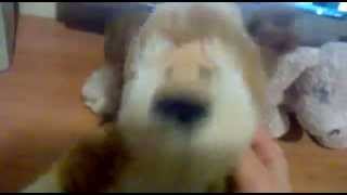 ☻webkinz klass music video super♥