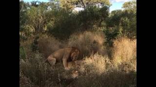 Young lion brother mating after surviving croc attack