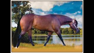 Lazy Loper- AQHA Stallion
