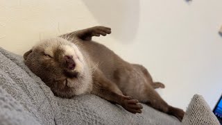 二度寝したいカワウソvs寝起きの飼い主 Otter who wants to sleep twice vs. owner who wakes up from sleep