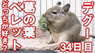 デグー「葛の葉とペレットどっちが好き？」degu eat snack#0033