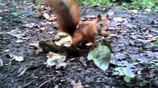 Білочка готується до зими / Squirrel preparing for winter.