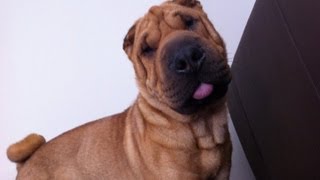 Rufus' Daily Treat #1