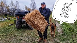 Сова Ёль получила свой Золотой Трон! Пёс Кубик получил пушистую перинку или это еда? Солому добыли!