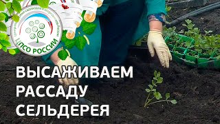 Посадка рассады сельдерея в грунт. Выращивание сельдерея.