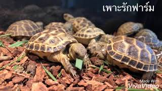 เต่ารัสเซีย เต่าบก turtle #เพาะรักฟาร์ม