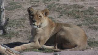 Denver Zoo - HD!