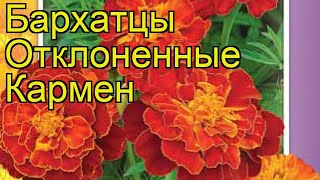 Бархатцы отклоненные Кармен. Краткий обзор, описание характеристик, где купить семена tagetes patula
