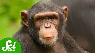 How a Sick Chimp Led to a Global Pandemic: The Rise of HIV