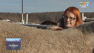 ТНТ-Поиск: Конюшне-приюту для лошадей "Шанс на жизнь" нужна помощь!