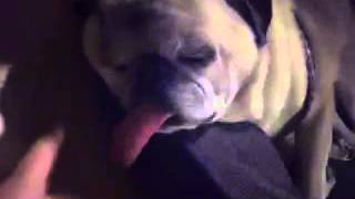 Long Tongue Pug