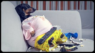 I'm a fat guy! Cute & funny dachshund dog video!