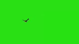 Орёл на зелёном фоне.(Eagle hromokej)