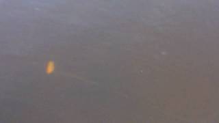Ace Lures Midget