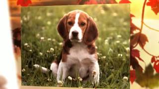 Como Adiestrar a un Beagle - Secretos para Entrenar a un Beagle
