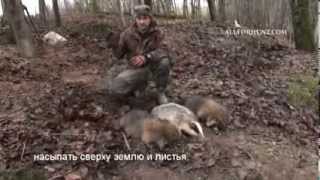Medības alās ar suņiem / Норная охота с собаками