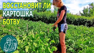 ???? Восстановится ли ботва картофеля после потери Выращивание картофеля Эксперимент Гордеевых