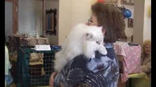 Персидский кот шиншилла - Persian chinchilla - выставка кошек PCA