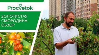 Эта СМОРОДИНА должна быть у каждого!