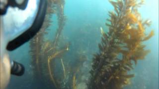 Z GEAR - GoPro/Contour Camera Holder, patented NEW over the shoulder view - Freediving