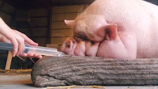 'The most obese pig' learns to walk again