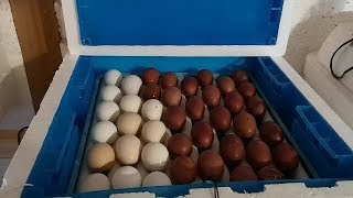 Курятник пополнение Инкубация индюков и кур в зиму мой опыт