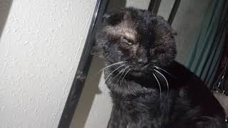 Titan - one of the worlds oldest cats and general tough nut who likes to bump things!