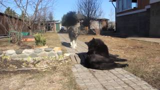 Wolfriend Wolfdogs - Волкособы