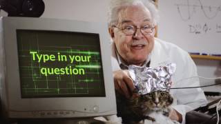 Obey the Cat