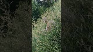 Бомжиха в кустах орет чё попало