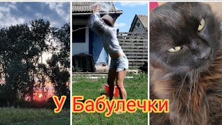 Получила по заслугам|Приехала к Бабулечке/Петух ударил Макса|Коты,Цветы,Природа|