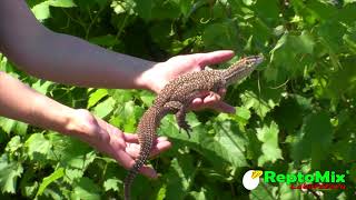 Varanus acanthurus brachyurus  Live. Breeding. 2018