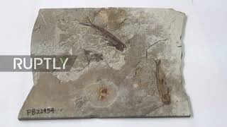 Chinese researchers reveal earliest ever flower bud in Jurassic plant fossil