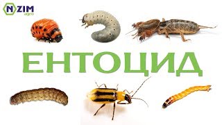 Ентоцид (Метаризин) - ґрунтовий інсектицид  - Переваги, ціна, купити (Ензим Агро)