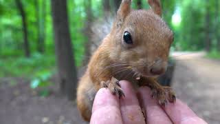 Ушастик и другие белки / Ushastik and other squirrels