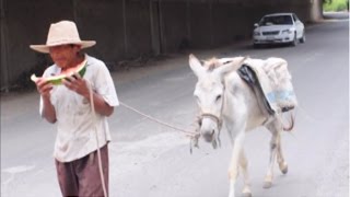 Cocaína - Balada V (2014)