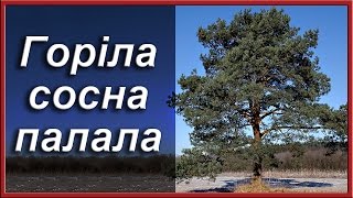 Українські народні пісні. Горіла сосна палала