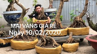 BÁO GIÁ MAI VÀNG CẦN THƠ NGÀY 10/02/2020. CẢM ƠN CÔ CHÚ ANH CHỊ ỦNG HỘ! (ĐÃ BÁN).