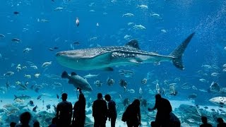 Acquario della Georgia, Atlanta, US