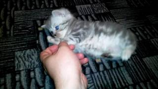 Kittens Game - a Dark Souls of incremental gaming