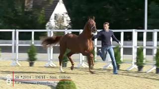 58 Hengst v For Romance Dormello
