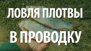 ЛОВЛЯ в ПРОВОДКУ ПЛОТВЫ с БЕРЕГА