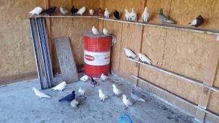 24.05.19. ГОЛУБИ 53 ШТУКИ.  PIGEON 53 PIECES.