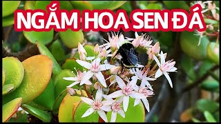 Flowering Succulents | Ngắm hoa sen đá | Sen đá đẹp | Cuộc Sống Mỹ