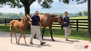 TDN Mare Visits: Stonestreet Stables