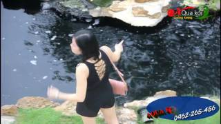 THI CÔNG HỒ CÁ KOI TẠI THANH HÓA,TỈNH PHÍA BẮC