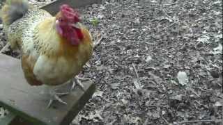 The Benefits of Keeping Backyard Chickens