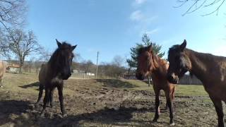 Перегін коней гуцульської породи/Hucul horse, Ukraine/Konie huculskie, Ukraina